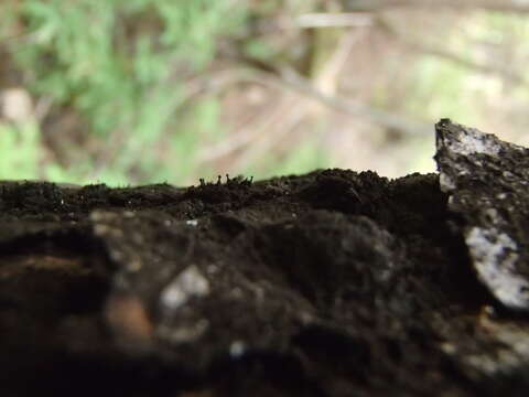 Image of Capnocybe spongiosa (Hoerl) S. Hughes 1966