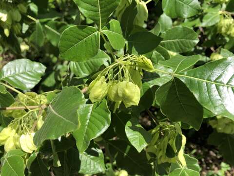 Image of common hoptree