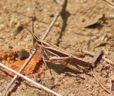 Froggattina australis (Walker & F. 1870) resmi