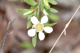 Sivun Leptospermum trinervium (Smith) J. Thompson kuva