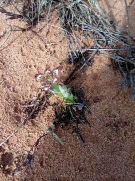 Image of Ferraria ornata Goldblatt & J. C. Manning