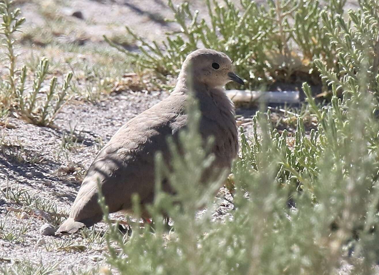 Image of Golden-spotted Ground Dove