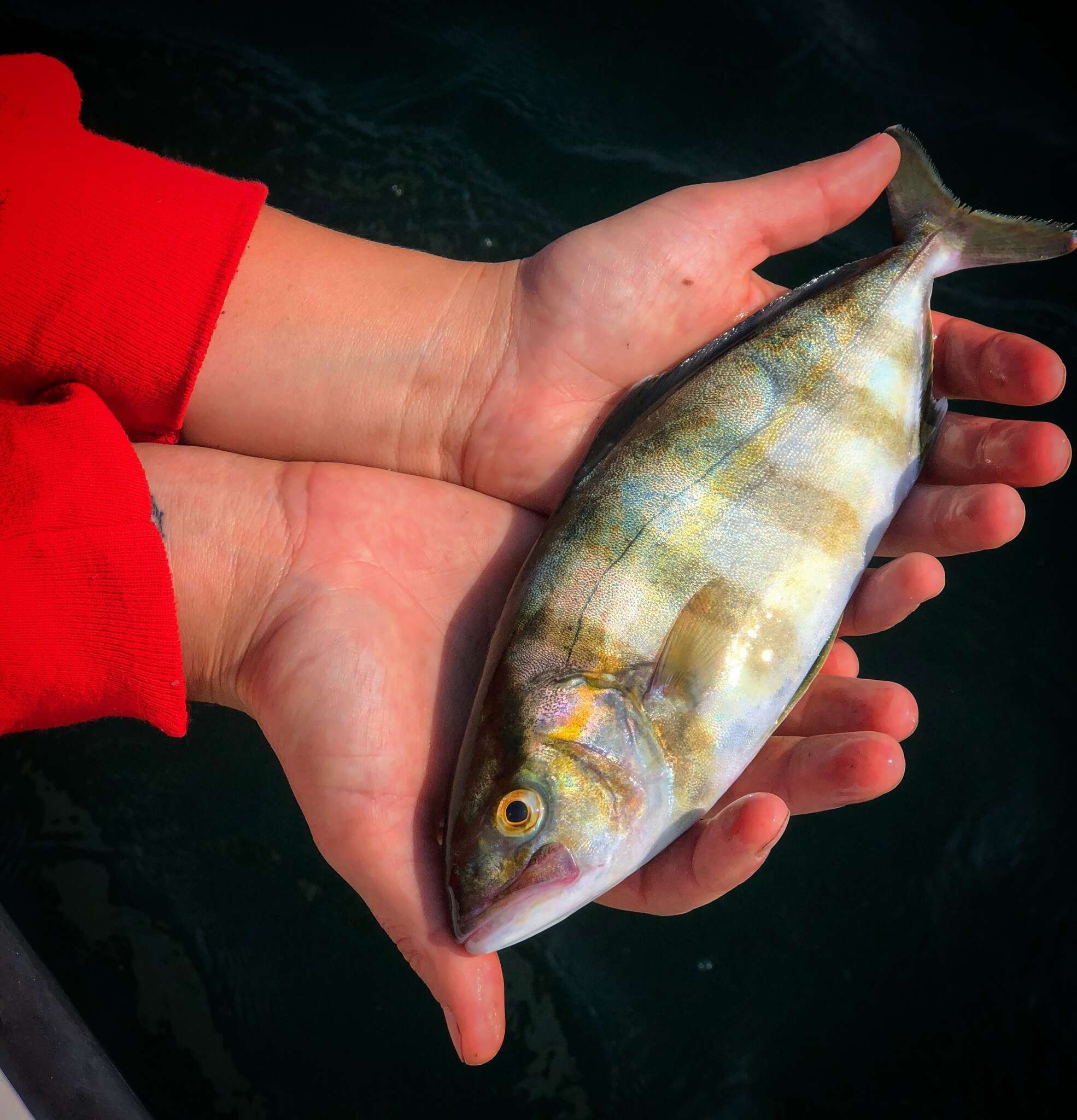 Image of Banded Rudderfish