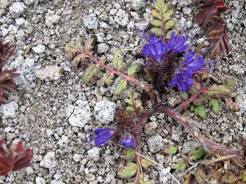 Sivun Phacelia bakeri (Brand) J. F. Macbr. kuva