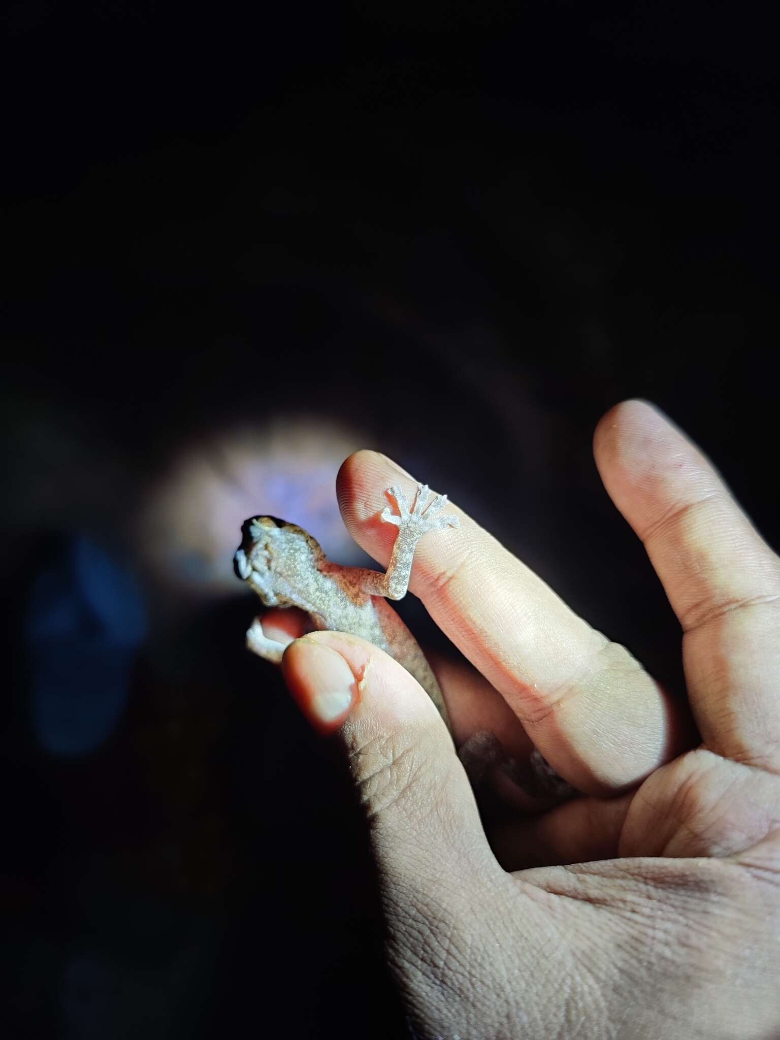 Image of Indian Golden Gecko