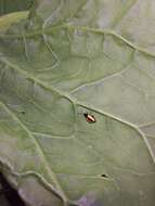 Image of Horseradish Flea Beetle