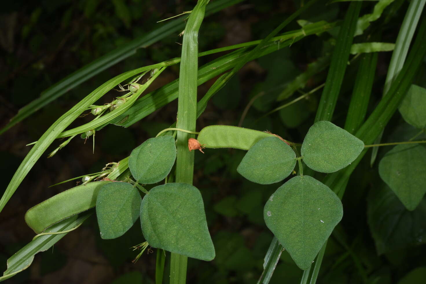 Dunbaria punctata (Wight & Arn.) Benth.的圖片