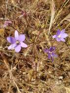 Image of San Clemente Island brodiaea