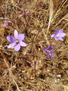 Image of San Clemente Island brodiaea