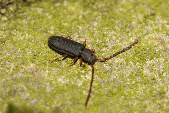 Image of Uleiota planatus (Linnaeus 1760)