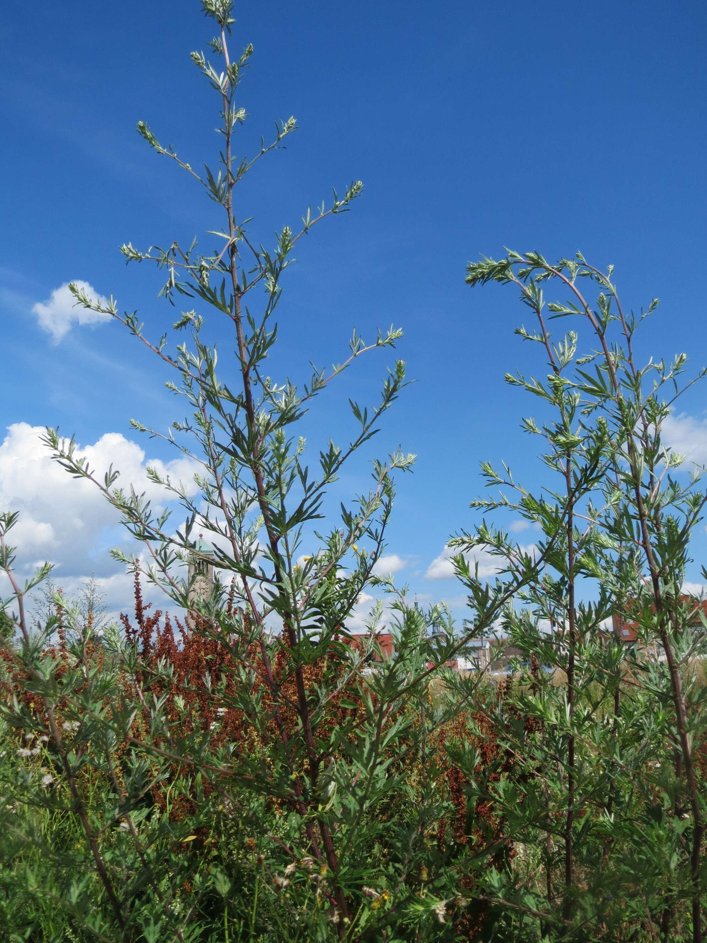 Image of common wormwood