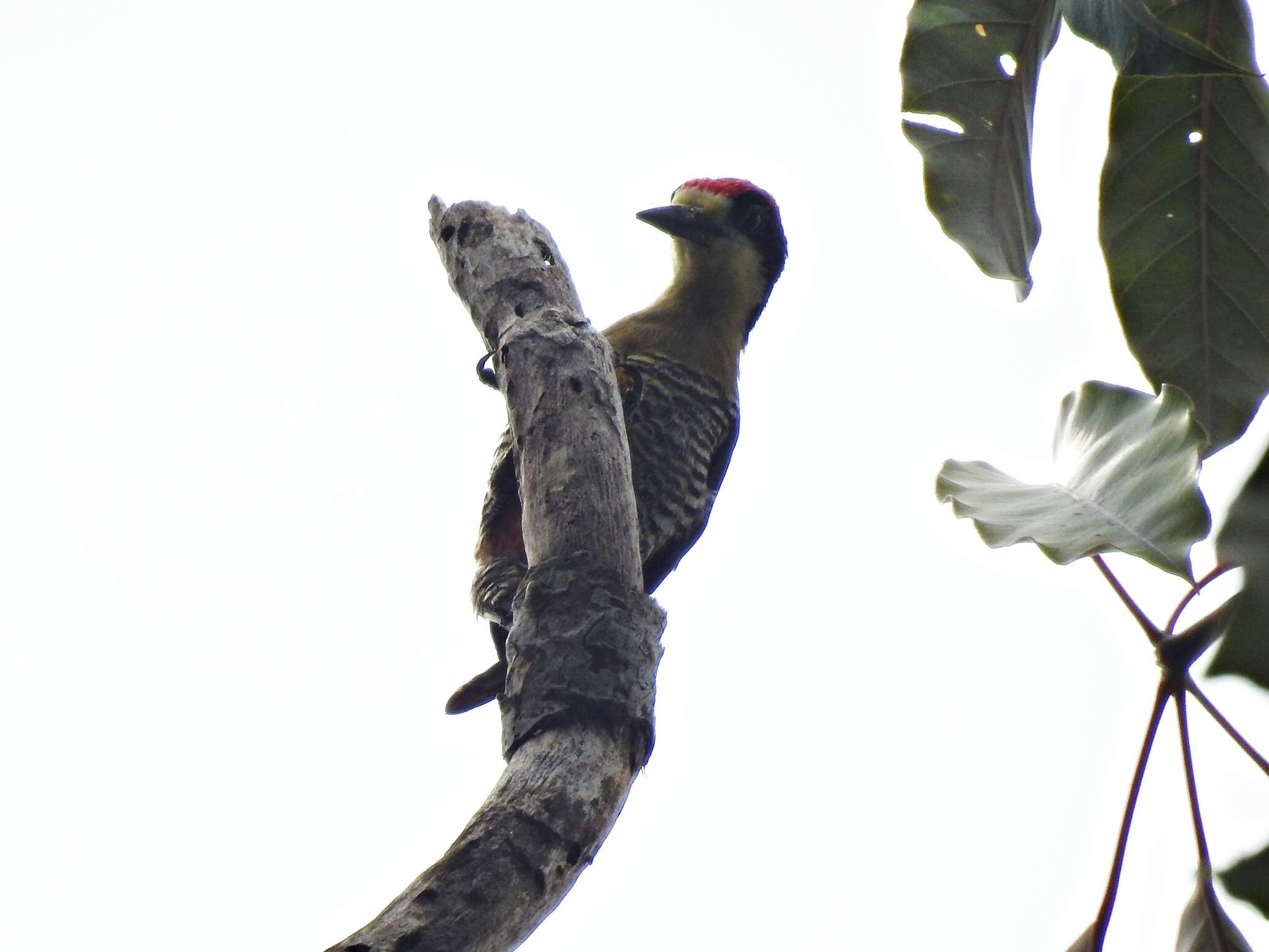 Слика од Melanerpes pulcher Sclater & PL 1870