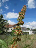 Imagem de Rumex obtusifolius L.