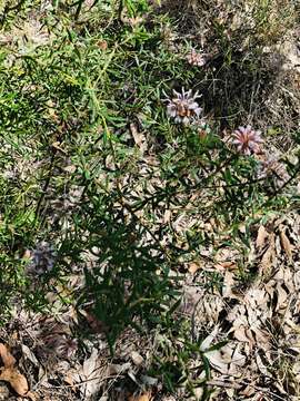 Image of Grevillea phylicoides R. Br.