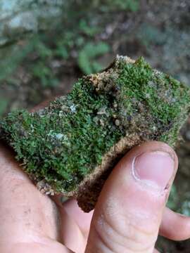 Image of Appalachian shoestring fern