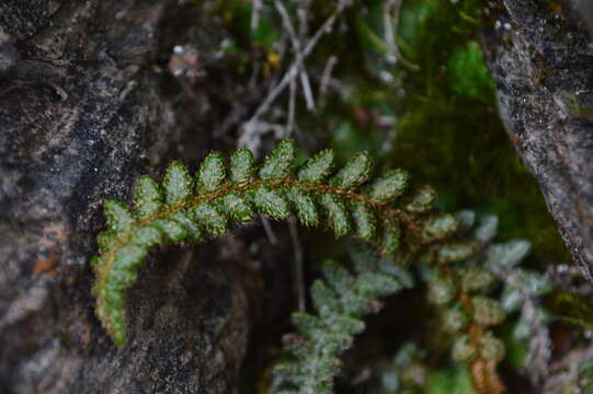 Plancia ëd Polystichum glaciale Christ