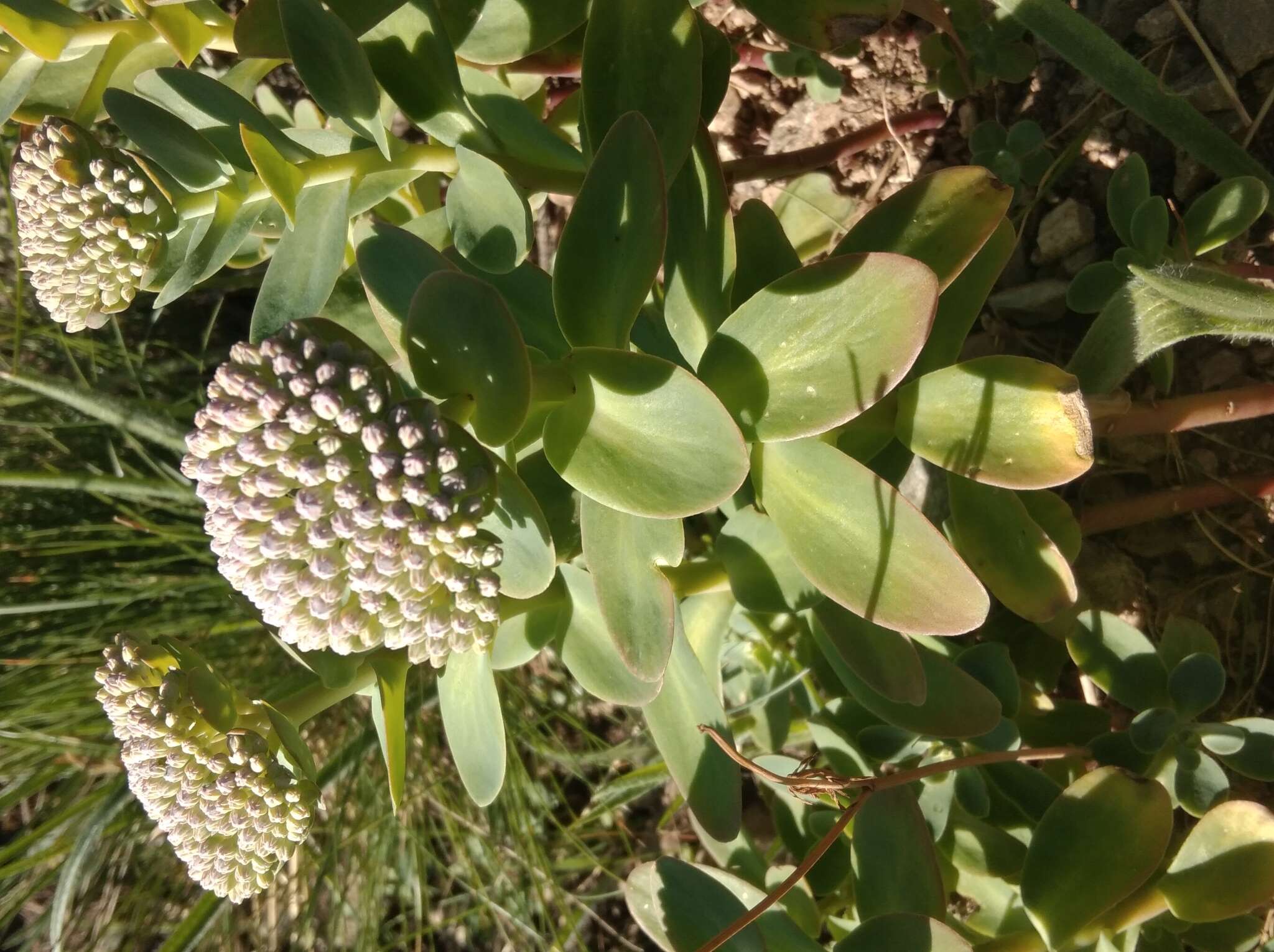 Imagem de Hylotelephium anacampseros (L.) H. Ohba