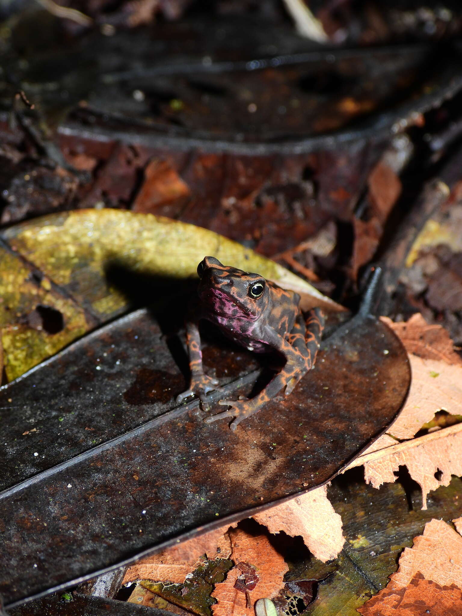 Image of Cayenne Stubfoot Toad