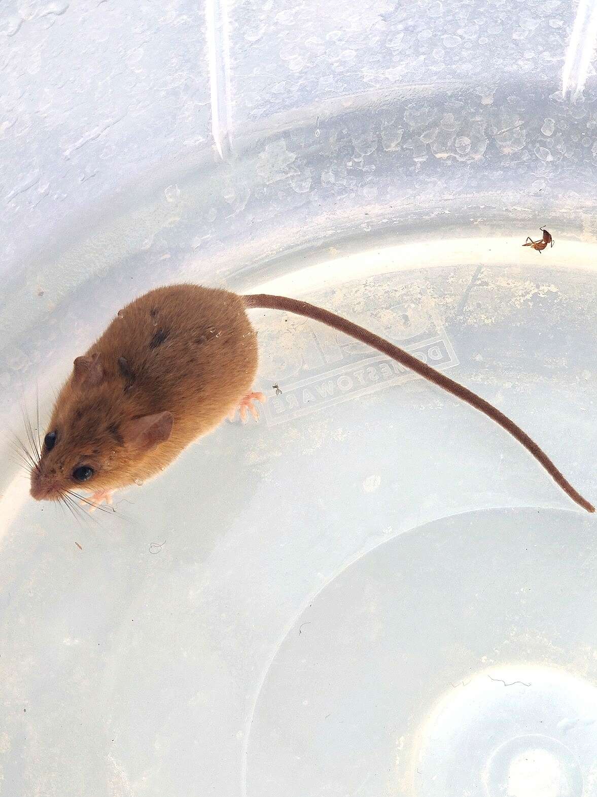 Image of Asiatic Long-tailed Climbing Mouse