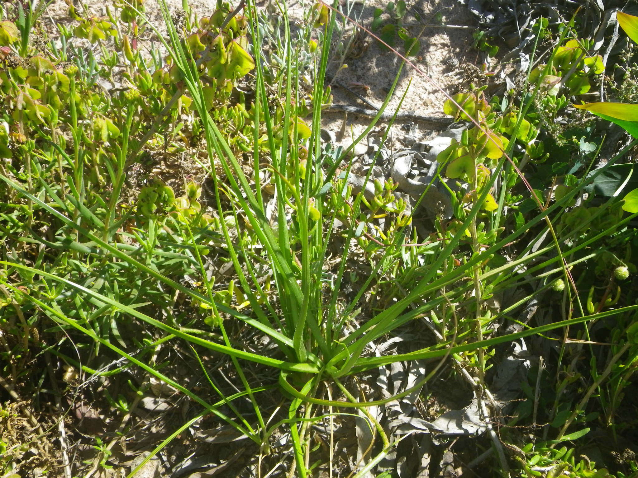 Image of Trachyandra scabra (L. fil.) Kunth