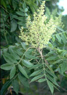 Image de sumac