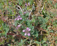 Imagem de Glandularia pumila (Rydb.) Umber