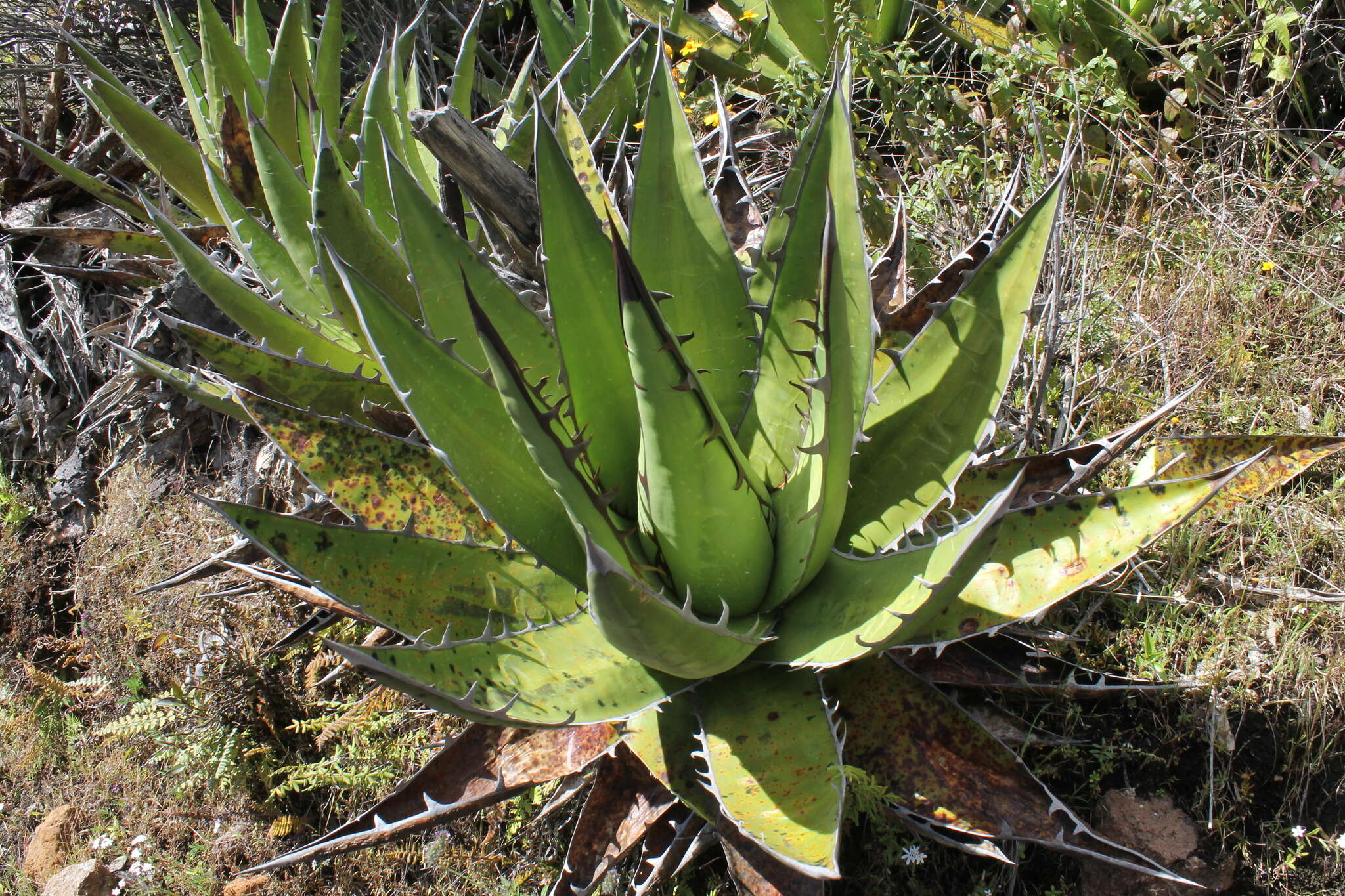 Sivun Agave ghiesbreghtii Verschaff. kuva