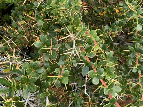 Image of Magellan barberry