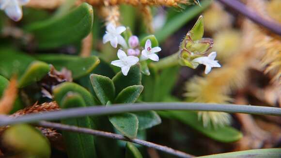 Imagem de Valeriana bracteata Benth.