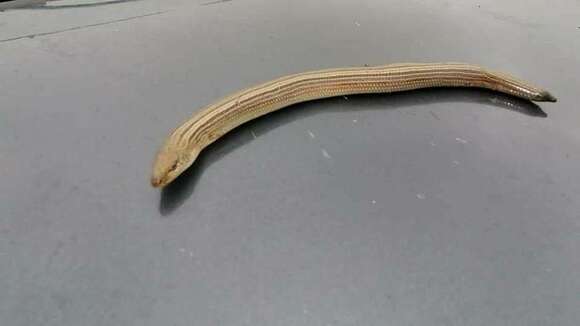 Image of Algerian Cylindrical Skink