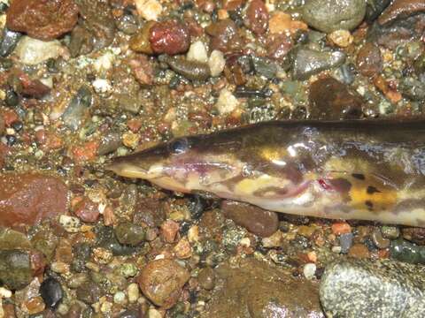 Image of Fire spiny eel