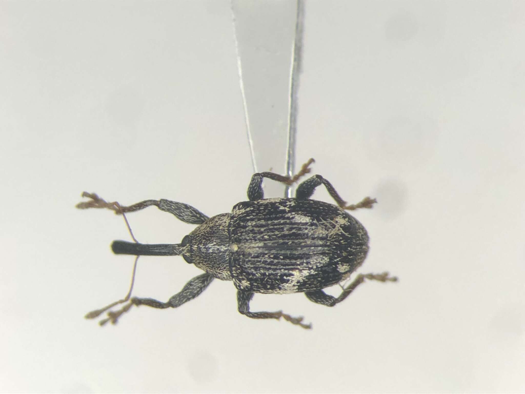 Image of Anthonomus lecontei Burke 1975