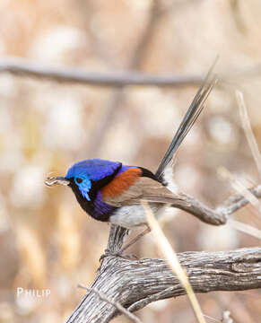 Image of Purple-backed Fairywren