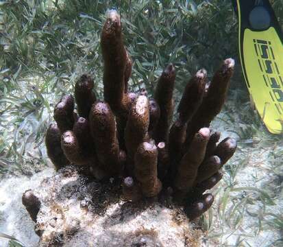 Image of corky sea finger