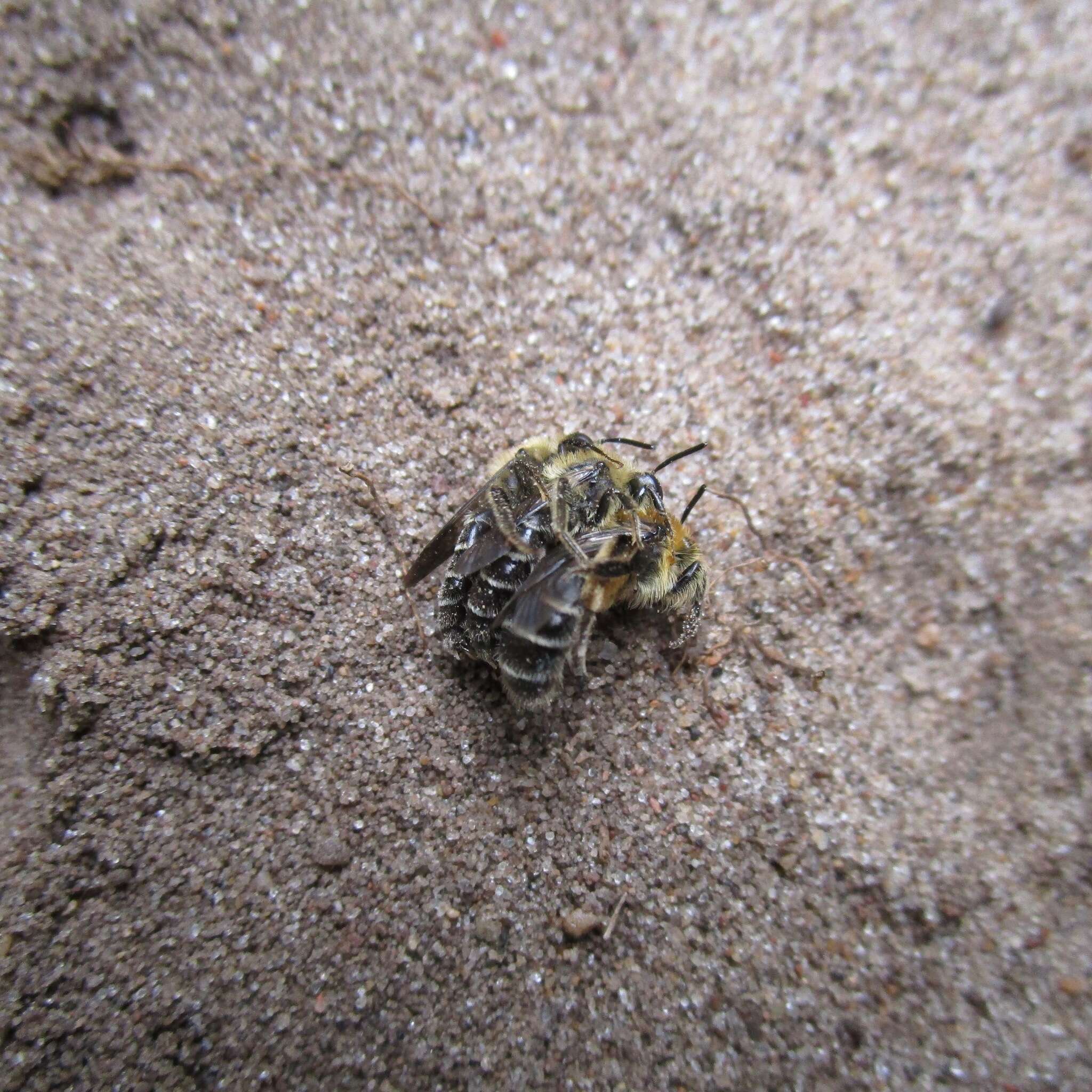 Image of Aster Andrena