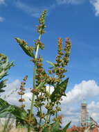 Imagem de Rumex obtusifolius L.