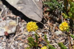 Image de Ivesia gordonii (Hook.) Torr. & Gray