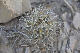 Image of Coryphantha kracikii Halda, Chalupa & Kupcák