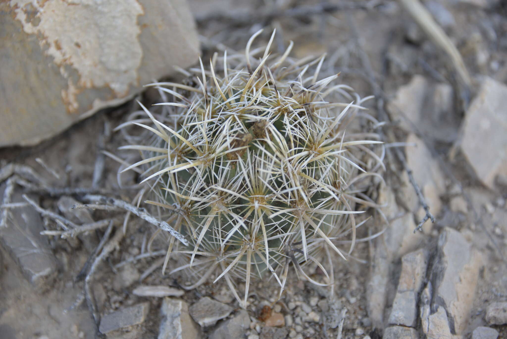 Image of Coryphantha kracikii Halda, Chalupa & Kupcák