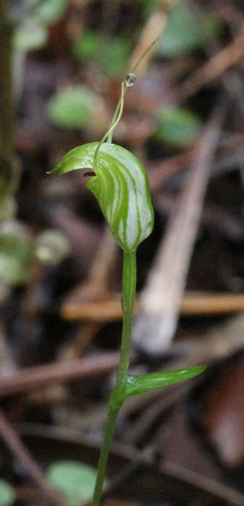 Image of Trowel leaved greenhood orchid