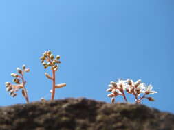 Image of White Stonecrop