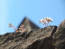 Image of White Stonecrop