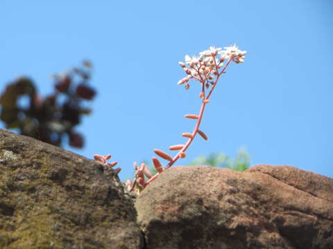 Image of White Stonecrop