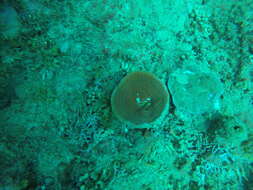 Image of Brown Bowl Sponge