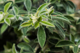 Image of Pickeringia montana var. tomentosa (Greene) I. M. Johnst.
