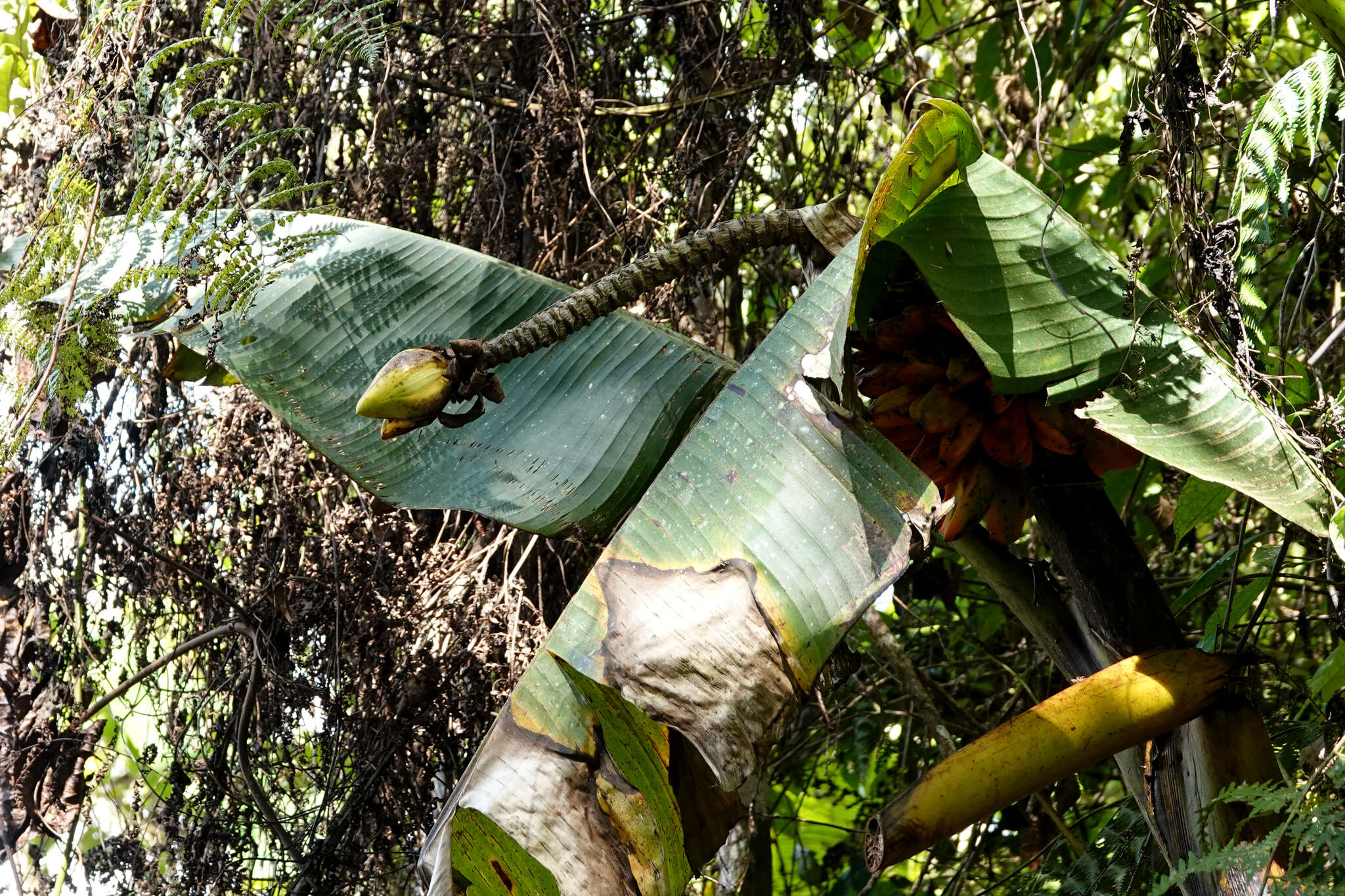 Image of Musa arfakiana Argent