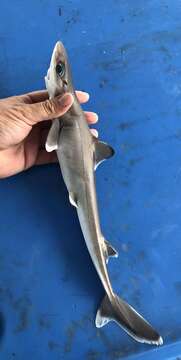 Image of Genie&#39;s dogfish