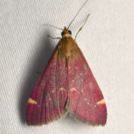 Image of Pyrausta grotei Munroe 1876