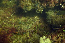 Image of Black flathead