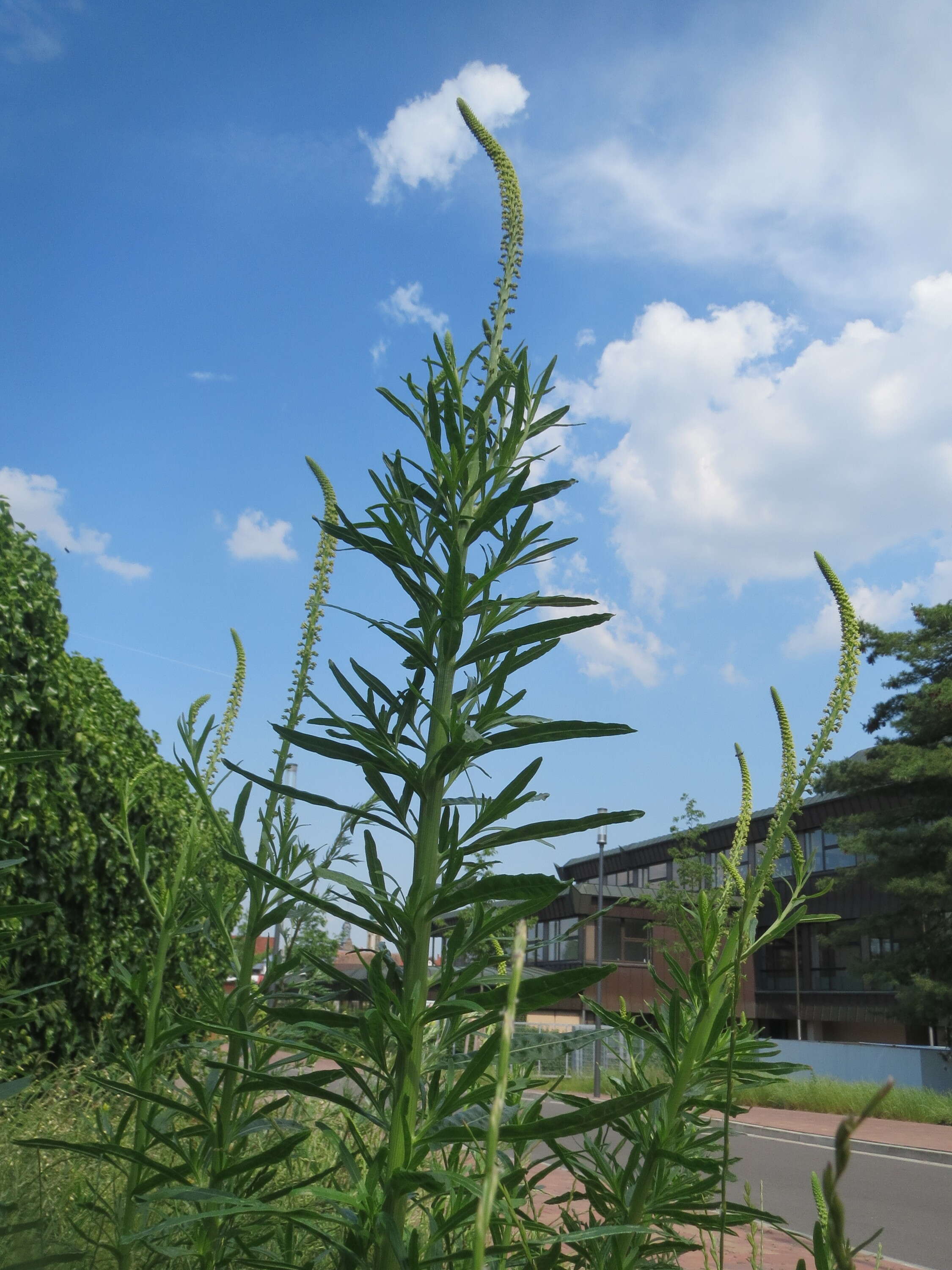 Image of common wormwood